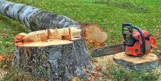 Best Tree Preservation Services  in Redington Shores, FL