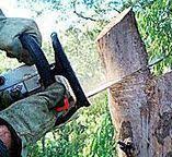 Best Tree and Shrub Care  in Redington Shores, FL