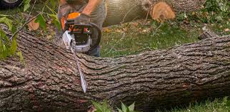 Best Organic Lawn Care Solutions  in Redington Shores, FL