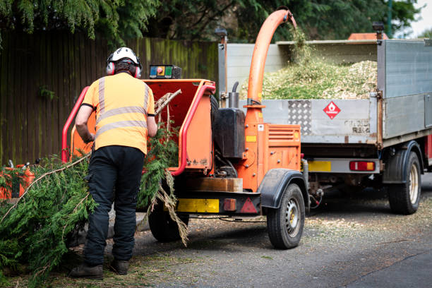 Best Tree Mulching  in Redington Shores, FL