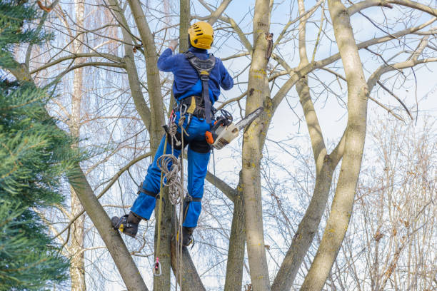 Best Storm Damage Tree Cleanup  in Redington Shores, FL