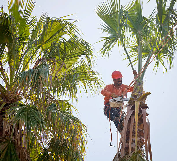 Best Tree Cabling and Bracing  in Redington Shores, FL